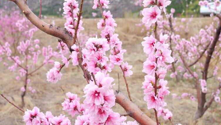 桃花 桃花林 桃花树 桃花源 花朵 桃花