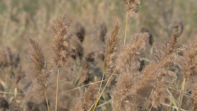 芦苇 冬季 自然空镜 芦苇风吹 芦苇 芦