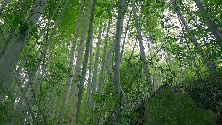 大自然  春天  夏天 竹林