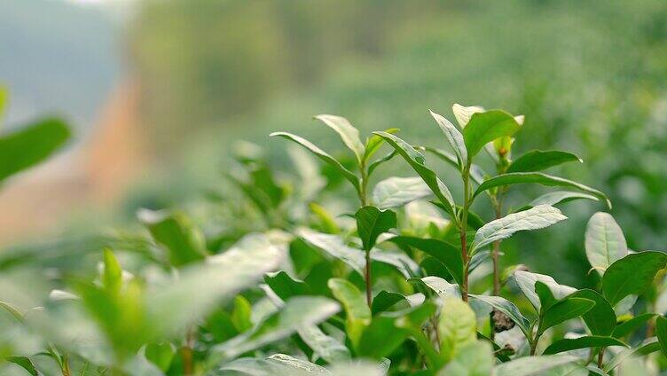 茶叶 茶山 茶园合集