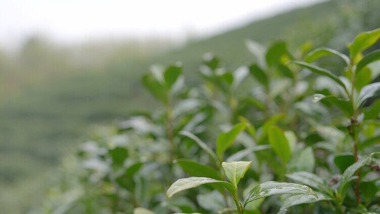 春天 茶园 采茶 嫩叶 茶叶广告