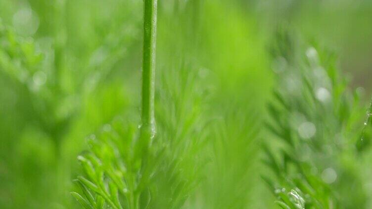 薰衣草 阳光 下雨 唯美 微距特写16