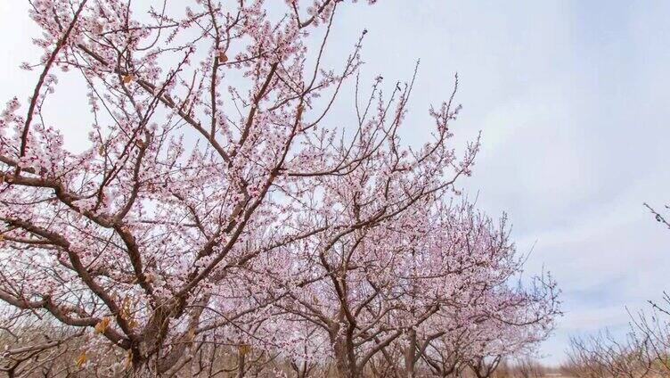 桃花 延时 春天 蓝天白云