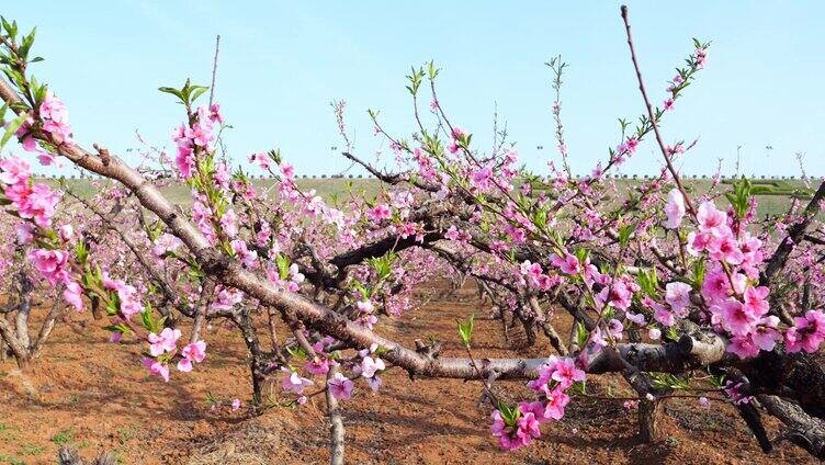 桃花 桃花林 桃花树 桃花源 花朵 桃花