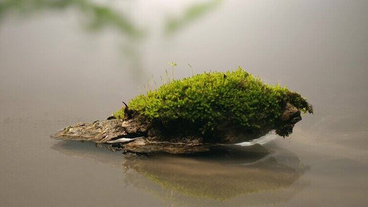 湖面 小溪 苔藓 水雾气