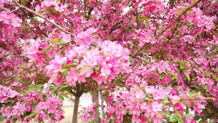 海棠 海棠花 海棠树 春暖花开 春天 