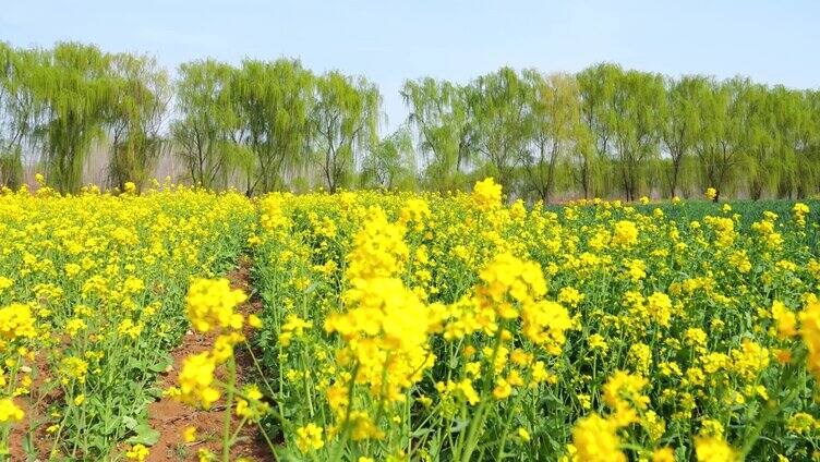 油菜花 菜籽油 油菜籽 花海田园 春天 