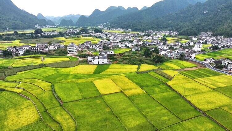 丰收的田野 金色稻田 乡村振兴 万亩稻谷