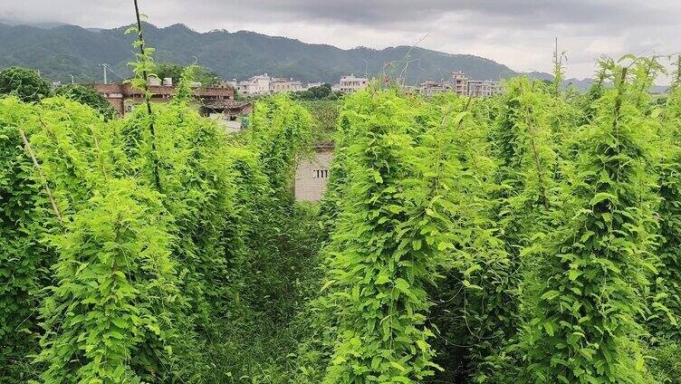  鸡骨草植物相思子红母鸡草细叶龙鳞草