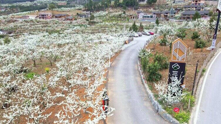 李花多镜头航拍