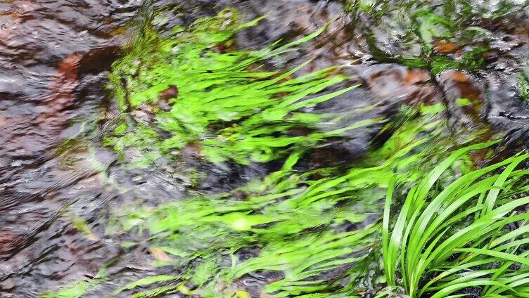 清澈溪水流过绿色水生植物 水菖蒲