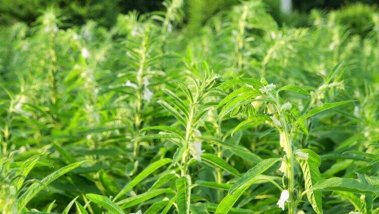 芝麻 黑芝麻 白芝麻 芝麻授粉 刚野芝麻