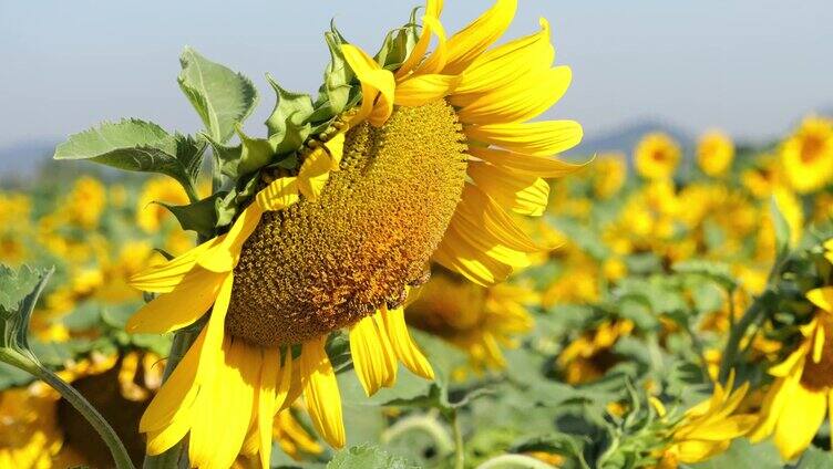 向日葵 唯美向日葵 阳光 夏天 蜜蜂 向