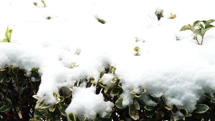 冬季 冬天 飘雪 下雪 大雪 雪花 白雪