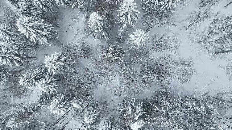 冬天雪松林海