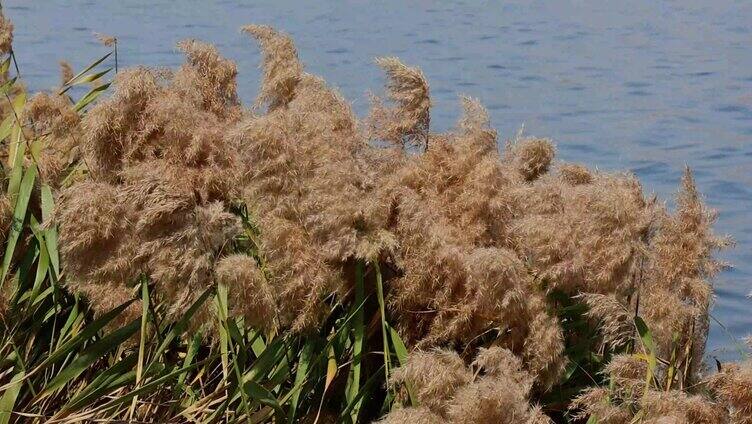 夏天唯美树叶阳光自然森林