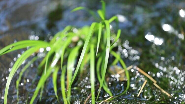 小溪里的水草特写