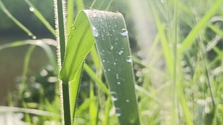 小草 草地 露珠 逆光 露水 阳光小草 