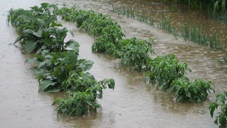 雨天 雨季 玉米地 玉米种植 受灾的玉米