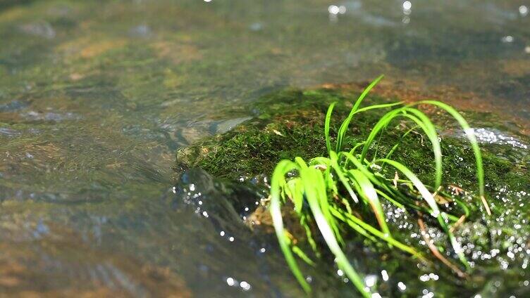 溪河流水中青草苔藓特写