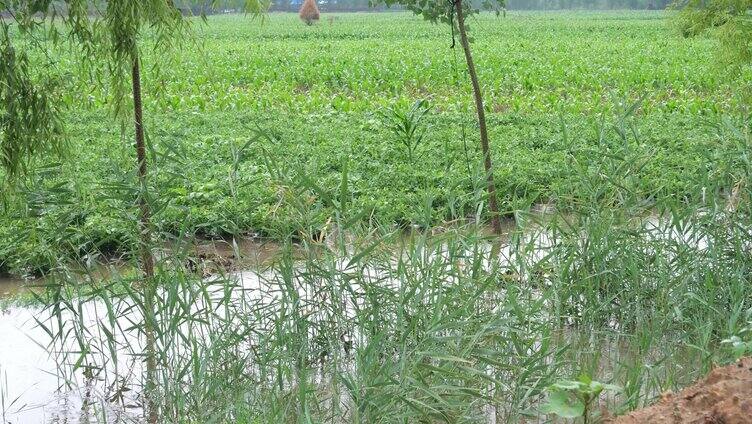 雨天 雨季 水沟 水渠 水道 雨水 洪水