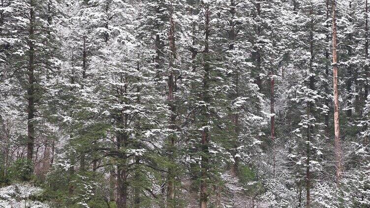 大熊猫国家公园 龙苍沟原始森林 唯美雪景