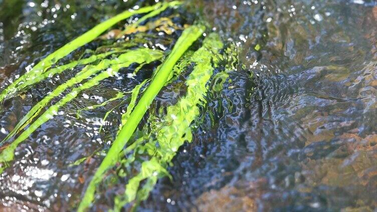 山涧溪流水中水草飘动特写