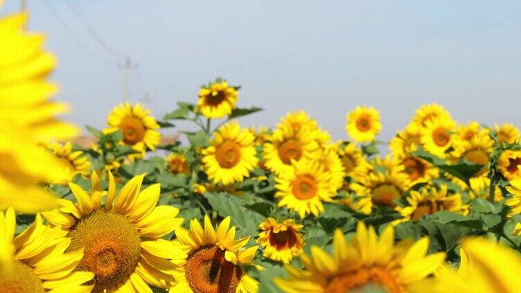 向日葵 唯美向日葵 阳光 夏天 蜜蜂 向