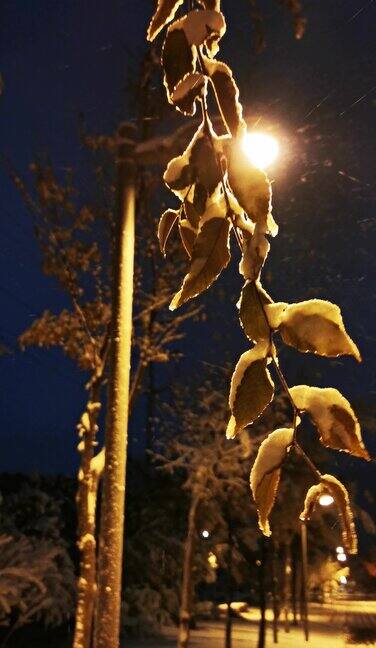 雪天结霜的树叶