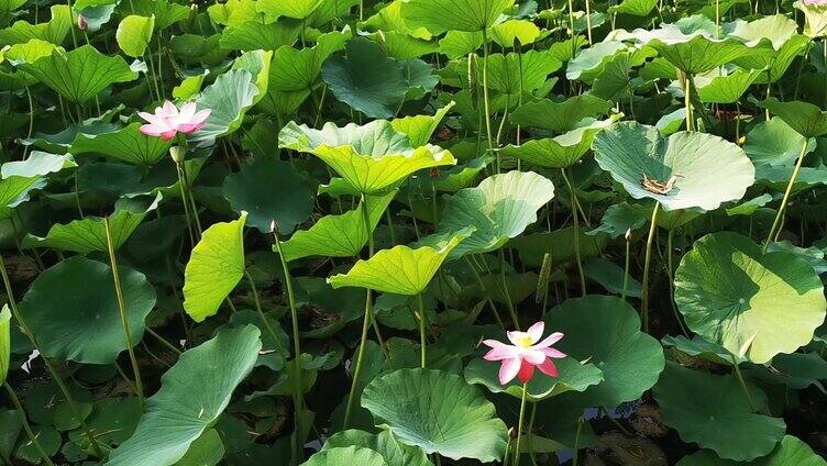 荷花池满池荷花