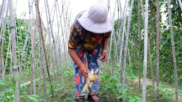 芸豆种植 豆角 青菜 蔬菜 苗期 农民