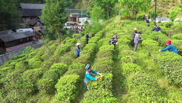 山区群众 茶山采茶航拍