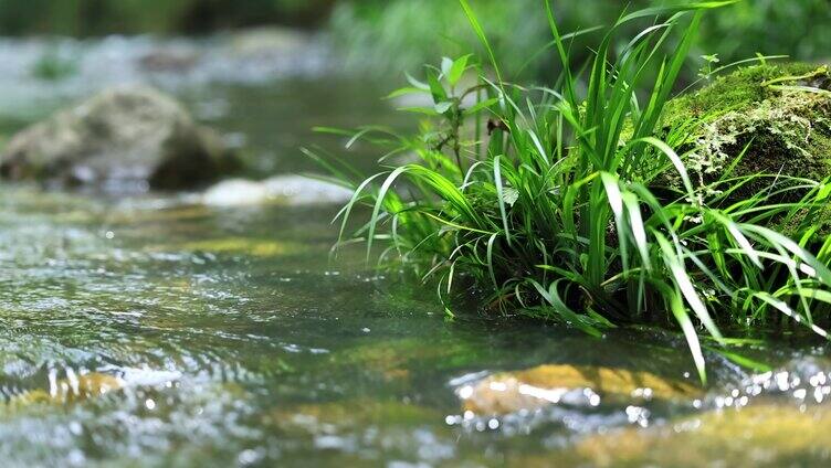 山涧溪谷溪边水中草