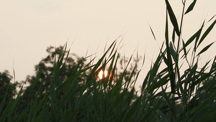 夕阳下的芦苇 空镜头