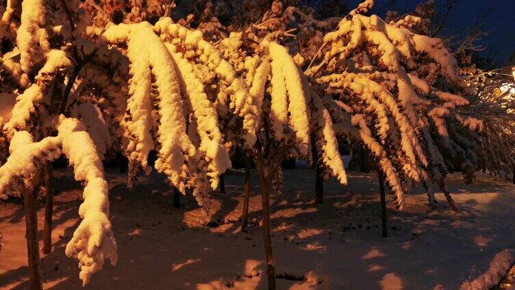 雪天结霜的树叶