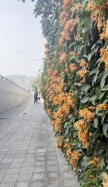 竖拍路边的炮仗花