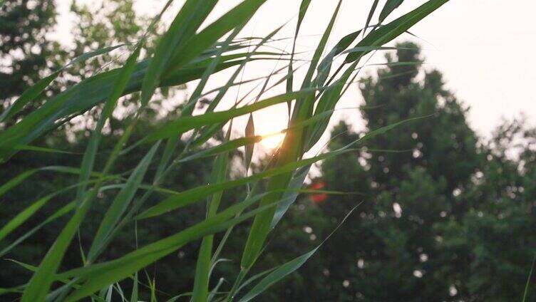 逆光夕阳下的芦苇