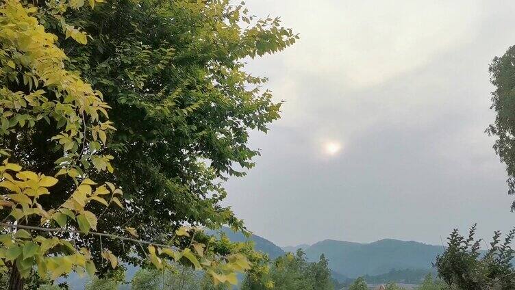 夕阳下微风吹动的树叶