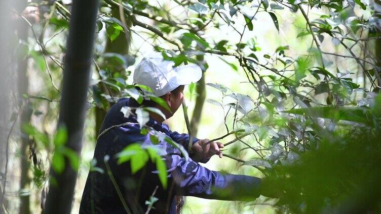 古茶树 茶叶采摘 多景别实拍素材