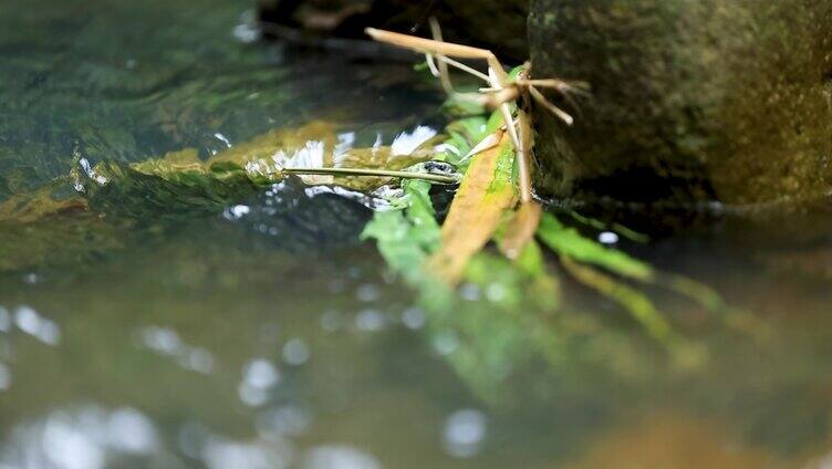 山林溪中树叶水草微距特写意境