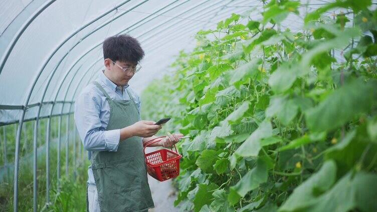 年轻人在蔬菜大棚里采摘小黄瓜