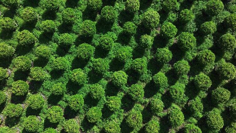 苗木园种植基地