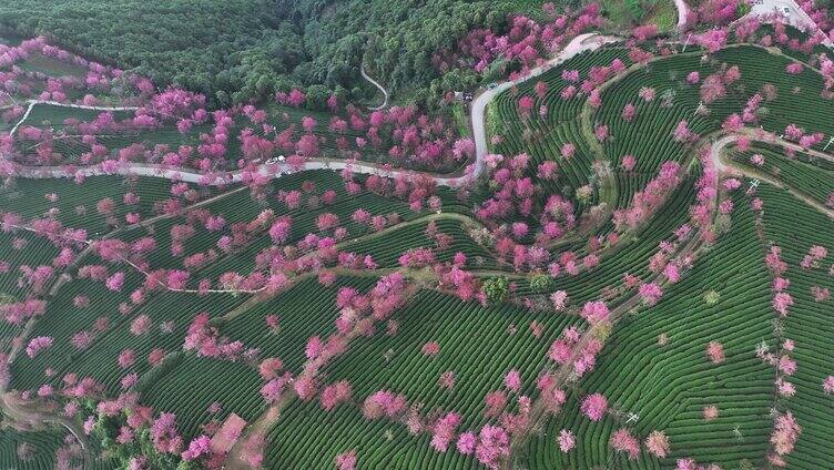 无量山樱花谷 满山樱花