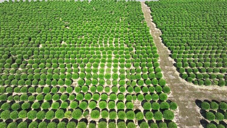 苗木园种植基地