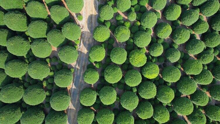 桂花树大景航拍