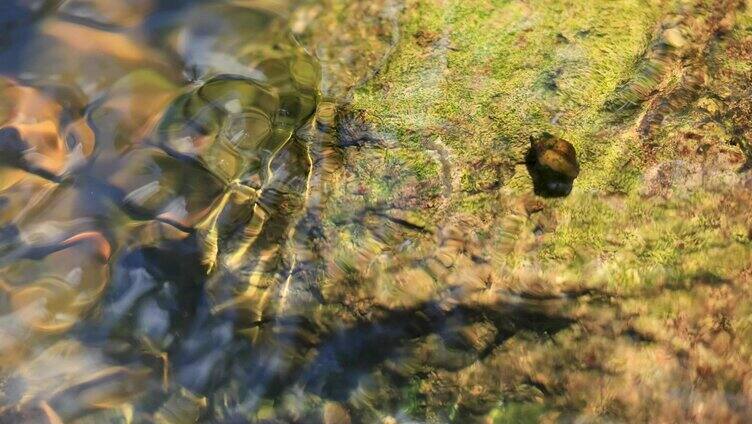 溪河水下岩石苔藓特写升格