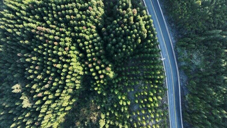 阳光森林公路旅游环线林区道路森林公路航拍