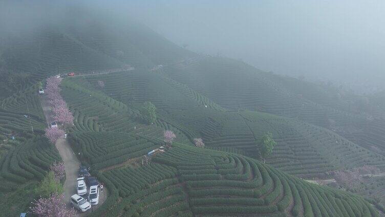 航拍茶山上的樱花