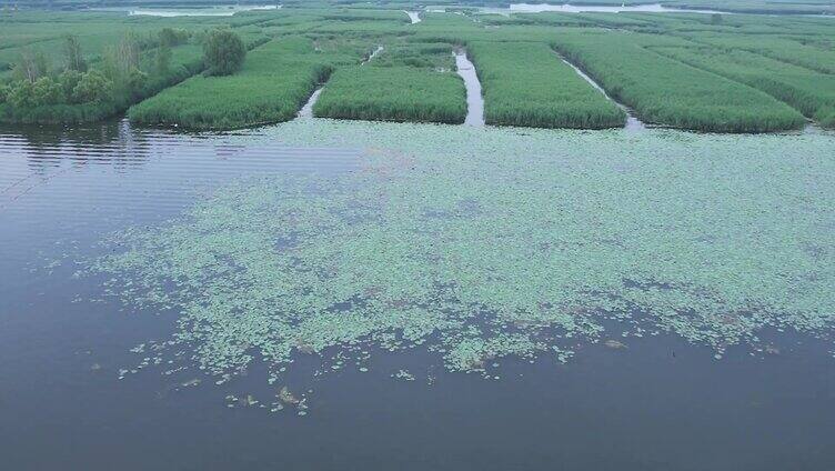 乡村振兴 雄安 白洋淀 荷花池 夕阳