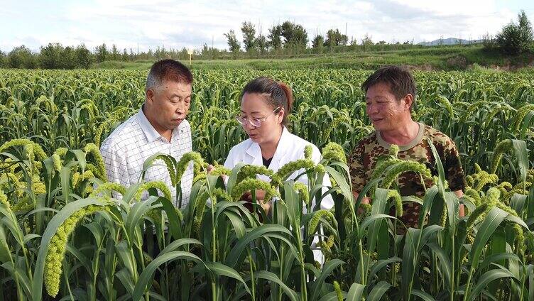 谷子制种田农民管护农技人员田间指导